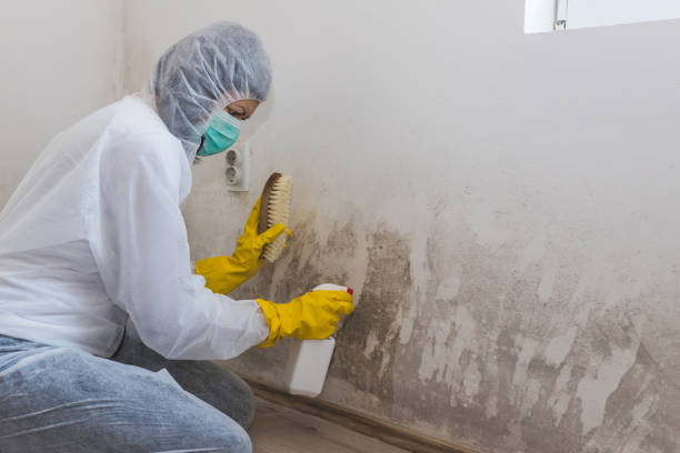 Best Industrial Mold Remediation  in Magnolia, NJ