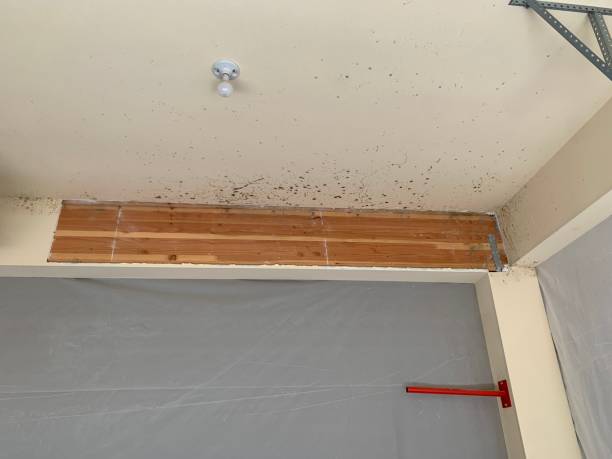 Magnolia, NJ Mold Inspection, Removal & Remediation Company