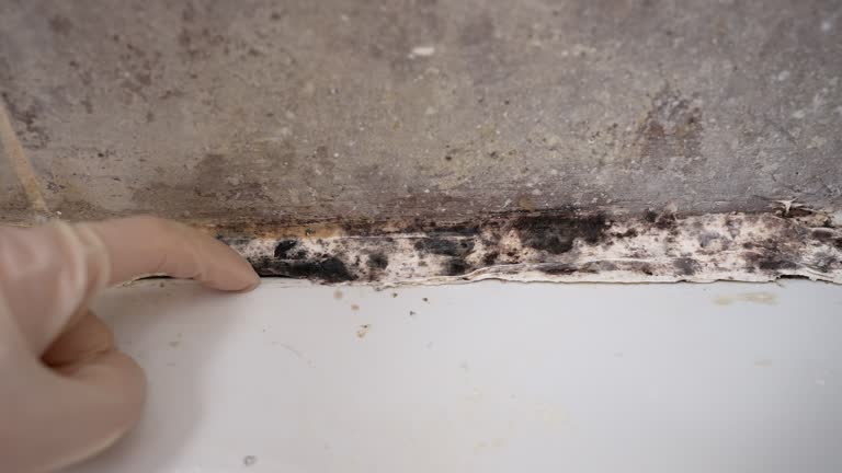 Best Mold Damage Restoration  in Magnolia, NJ